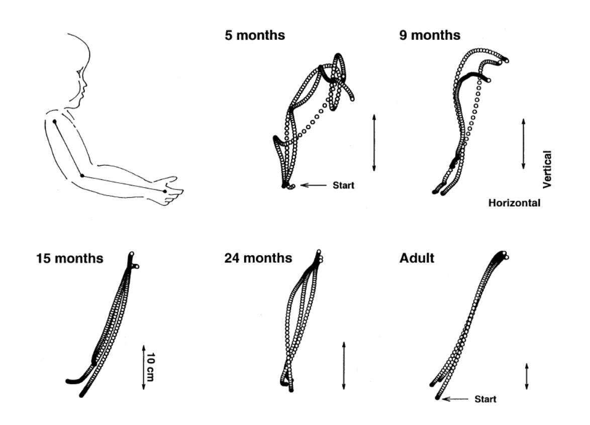 Evolution of reaching trajectories in infants. At 5 months it's wonky and unstable, in adults it's straight and elegant.